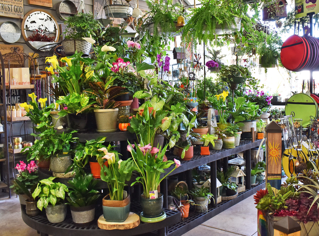 Houseplants